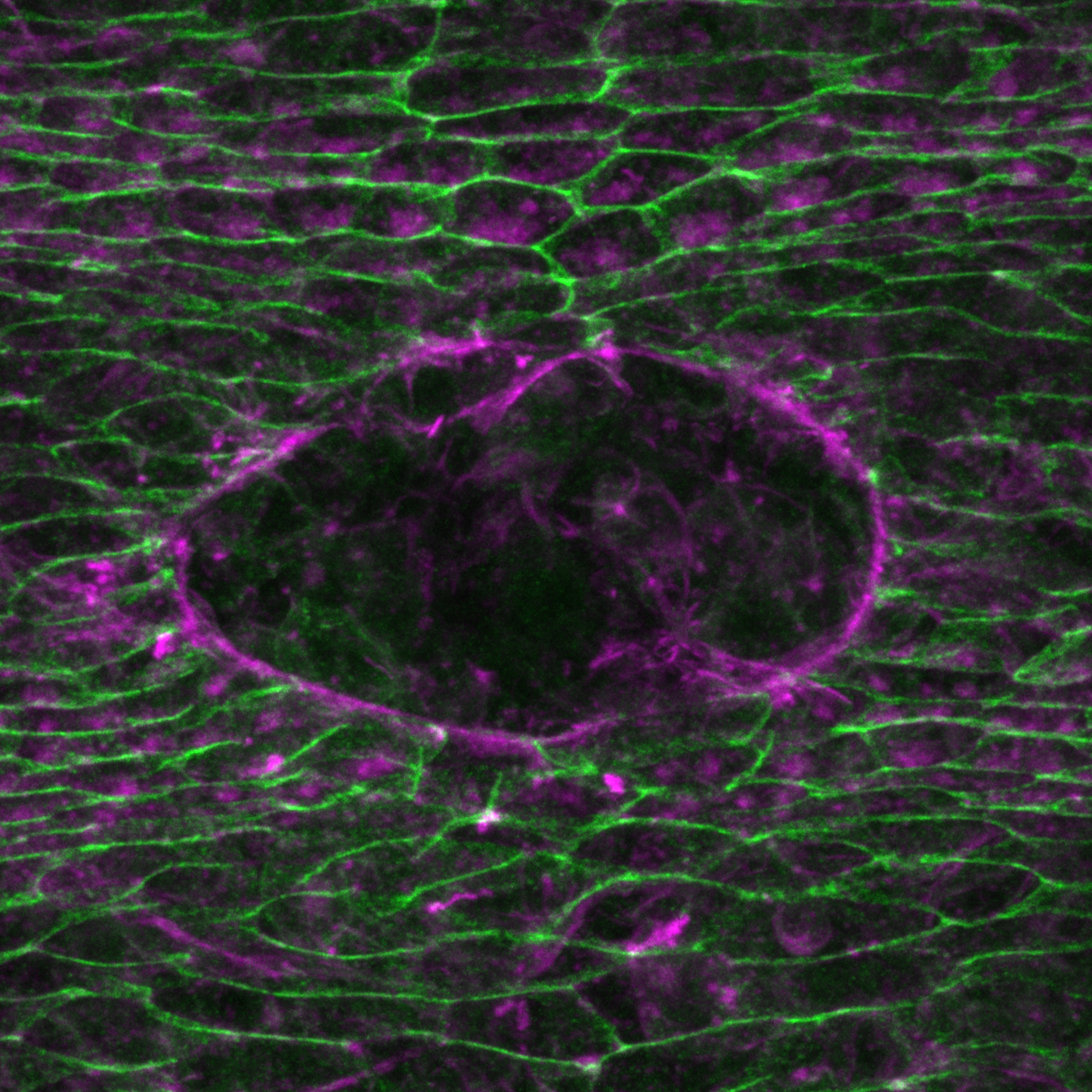 TRI_MechanOJunctions_image